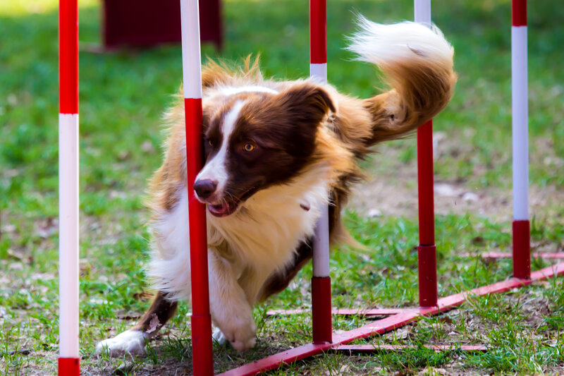 Agility training exercises for your dog. Image of a dog running through obstacles.