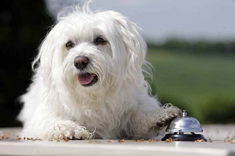 Using a bell to best sale house train a puppy