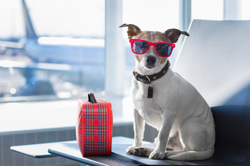planes trains automobiles traveling with your dog