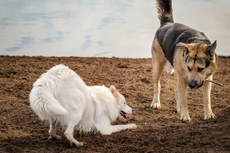 Canine Body Language - The Eyes - Canine Coaching