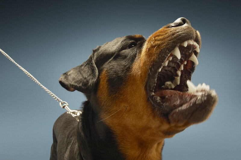 most common types of dog aggression