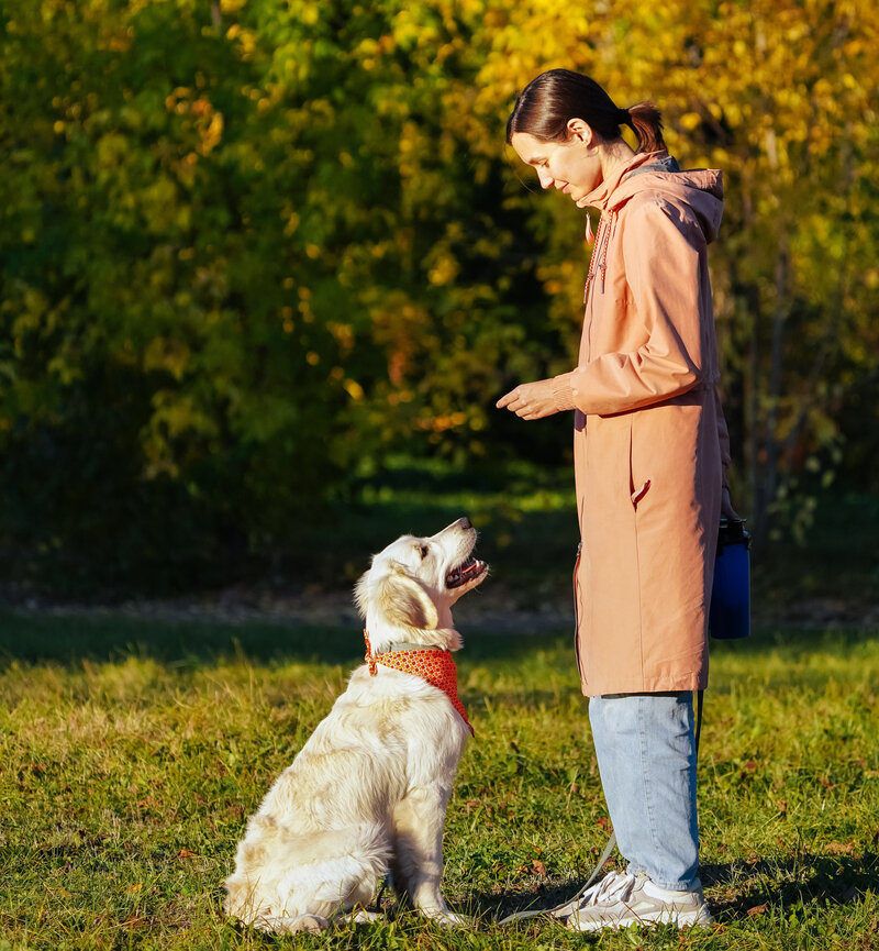 how to socialize your new puppy