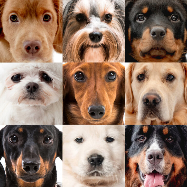 How To Choose The Right Dog Breed For Your Home ACT