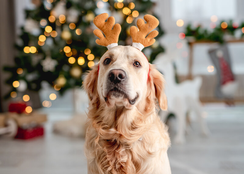 holiday pet safety tips