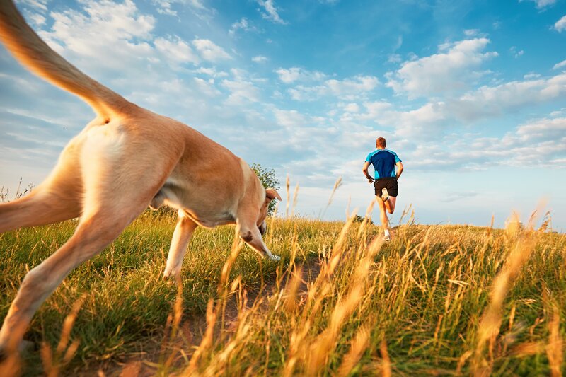 how much exercise does your dog need