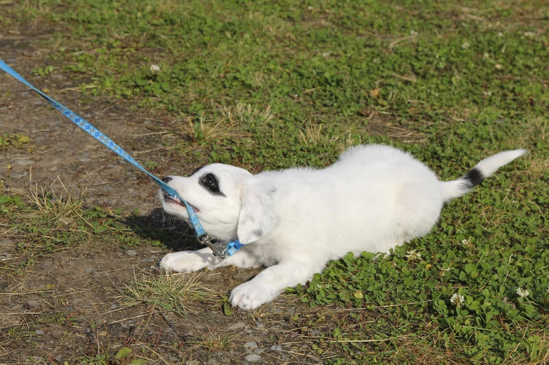 Getting puppy used to leash sale