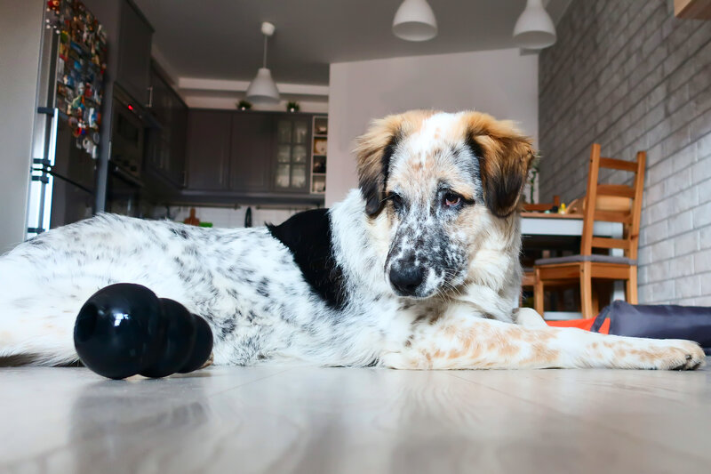 5 Household Items You Can Use for Dog Enrichment