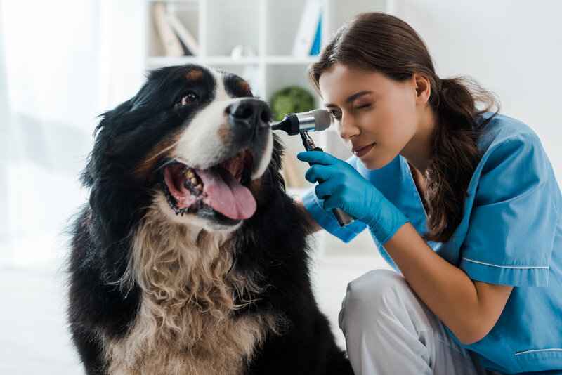 10 common dog diseases treatments