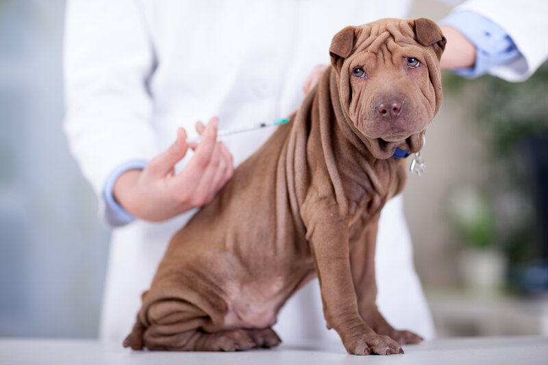 Recommended best sale dog vaccines