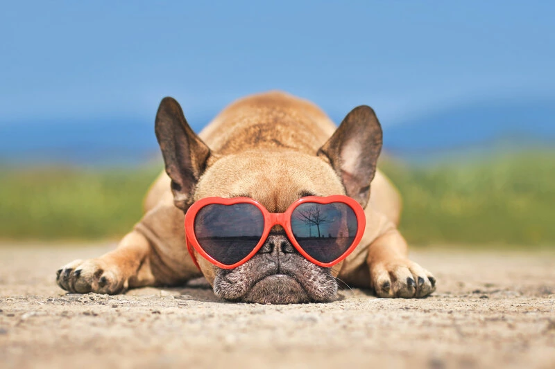 hot weather safety tips for dogs