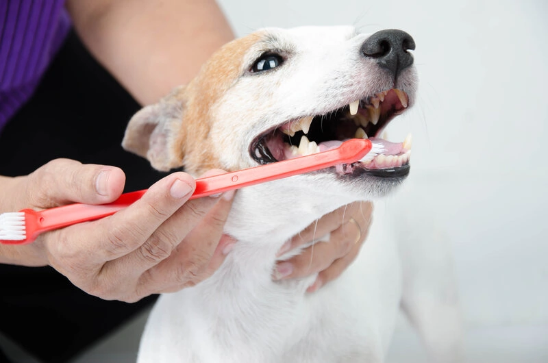 the importance of dental care for dogs
