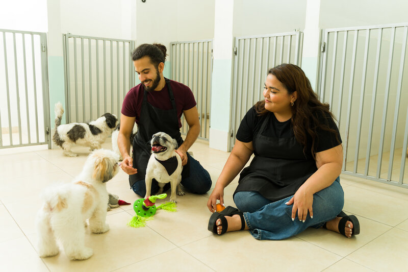 the benefits of doggy daycare professional dog walking