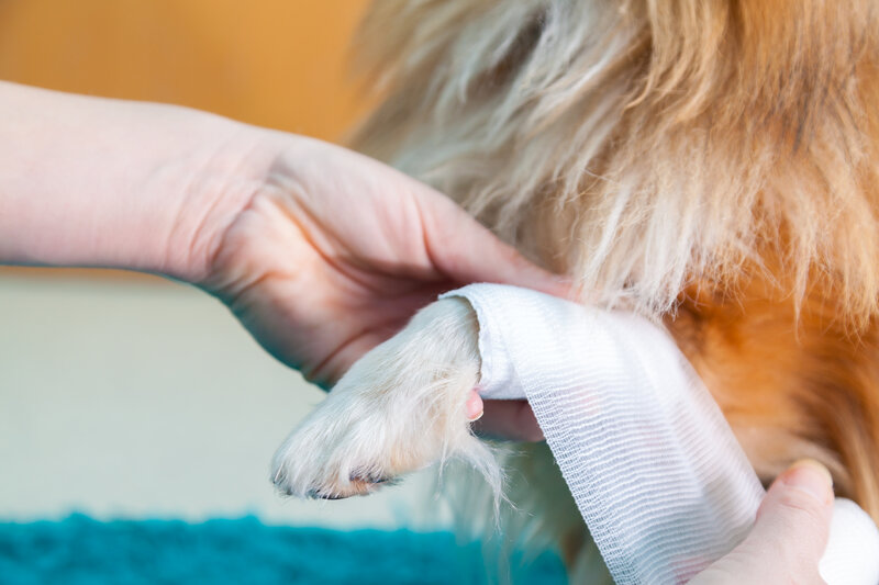 what to know about first aid for dogs