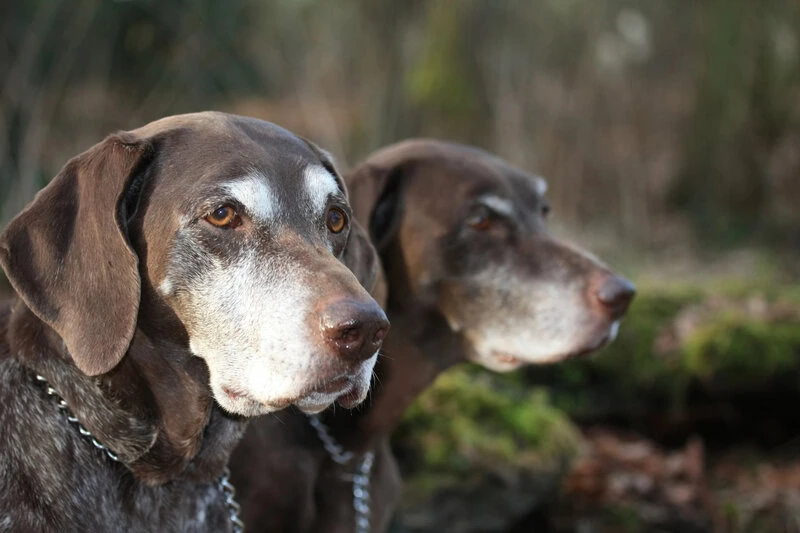 caring for a senior dog