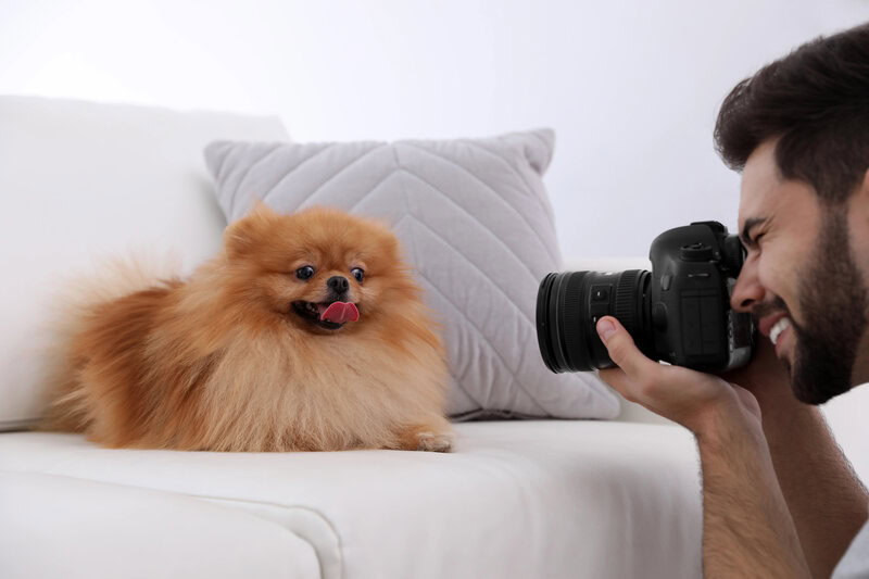 professional dog photography tips