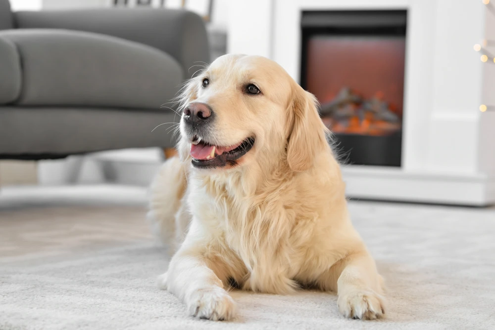 Golden retriever sitting quietly on the living room floor.