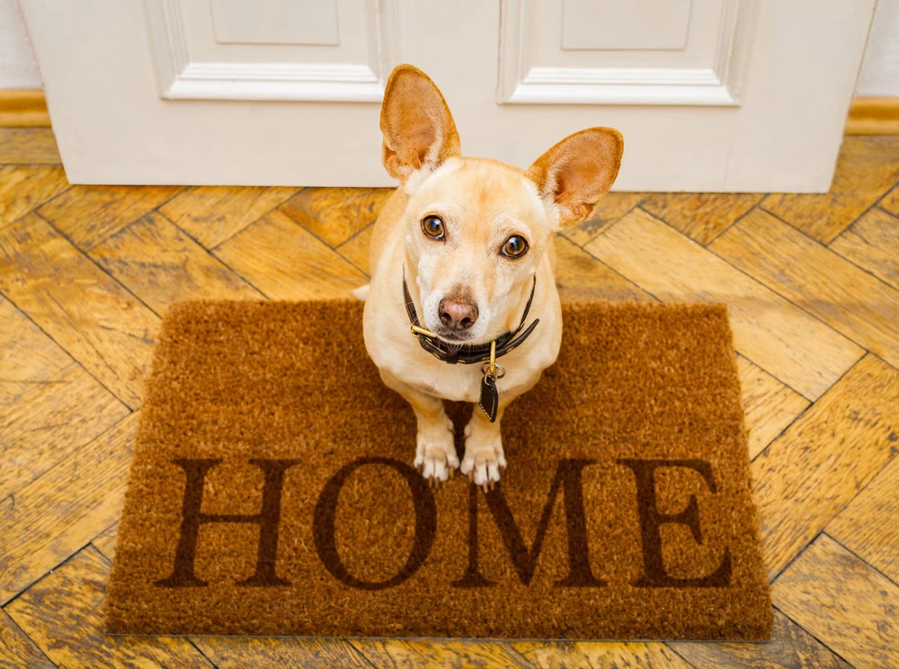 good obedient puppy dog sitting at home on a welcome mat that says "Home"