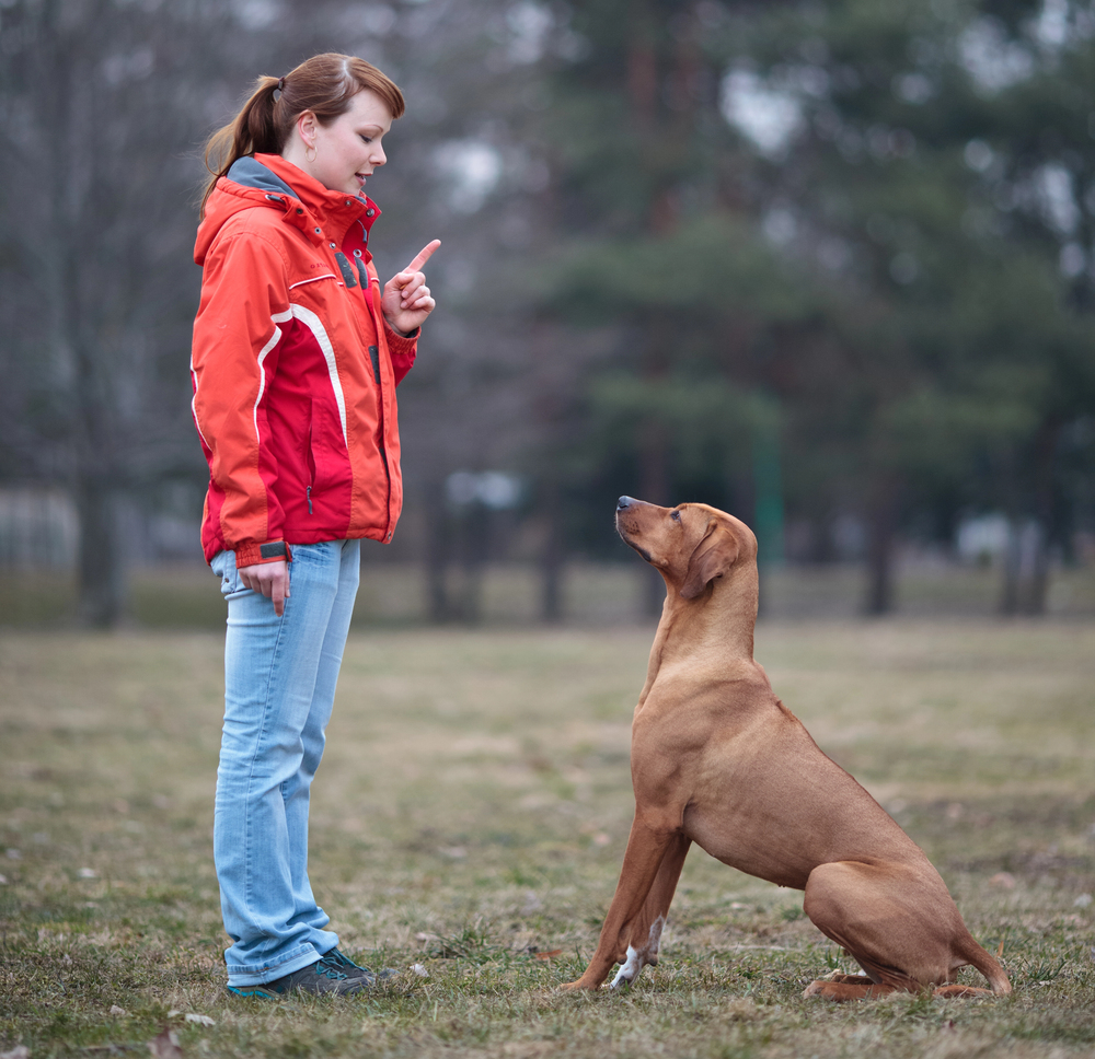 dog learning the sit command