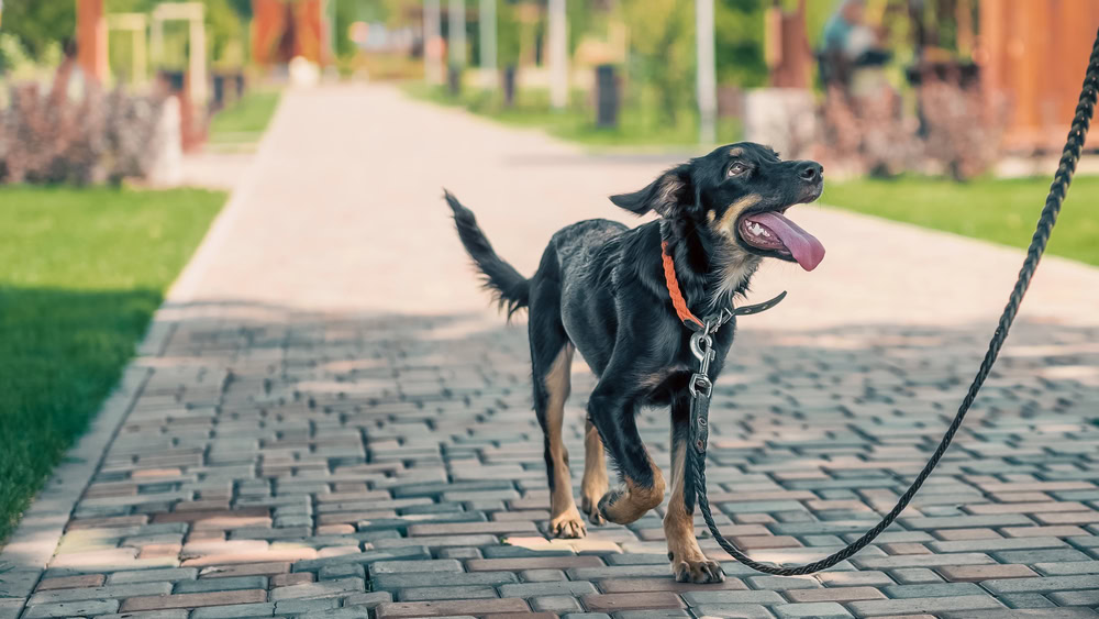 puppy obediently walking with a loose leash