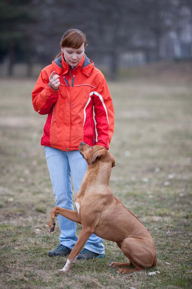 womain training her dog