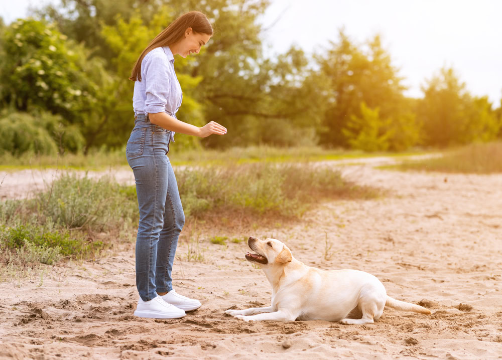 Woman giving a command to her obedient labrador