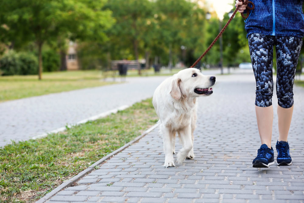 Basic Obedience: Walking on Leash