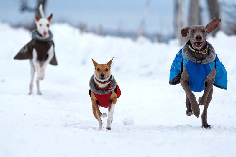 protect your pet winter weather preparedness for dogs