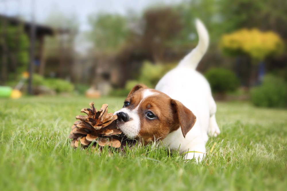 challenges in puppy training