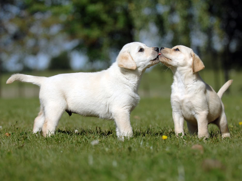 puppy socialization