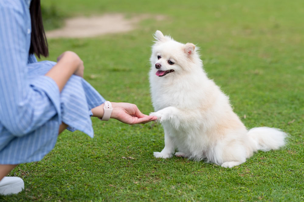 tips for puppy training